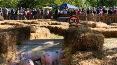 Dimanche-30-9-2018-cochons-768x1152 - ©Comité des fêtes